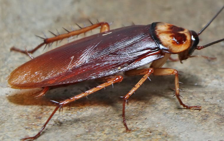 Cockroach-Addison-Pest-Control-Of-Texas