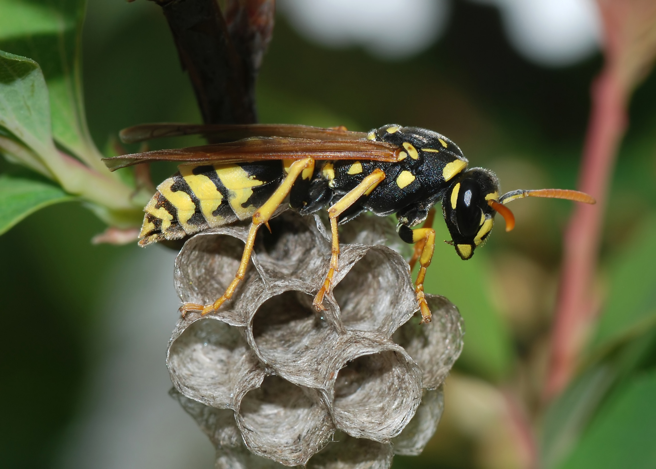 EuropeanPaperWasp_01