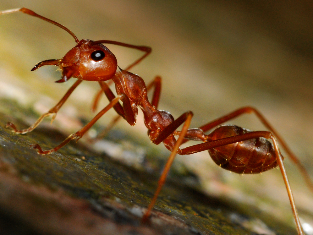 Red_Ants_(1214176165)