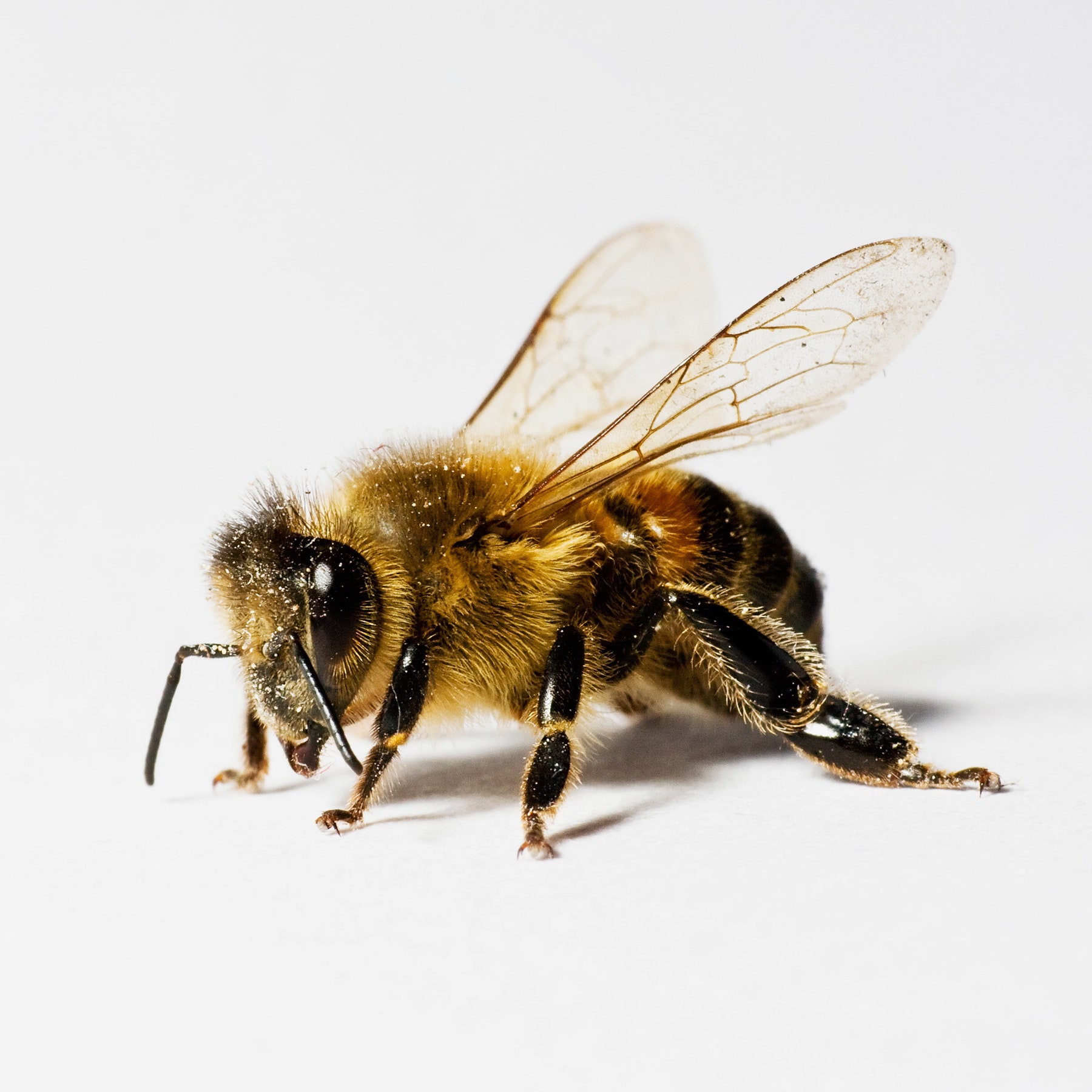 bee-146810332