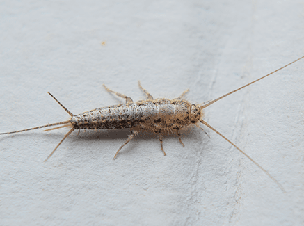 silverfish-in-maryland-home